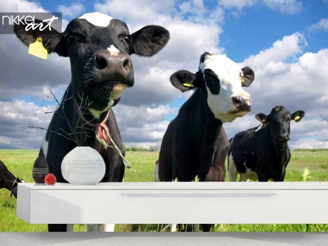 Fotobehang met een koe bestellen