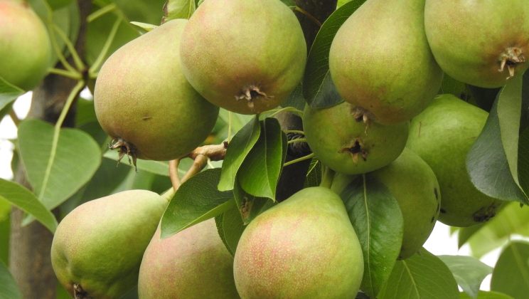 Ontdek de Methode van Biologische Fruitboomverzorging voor een Productieve Boomgaard